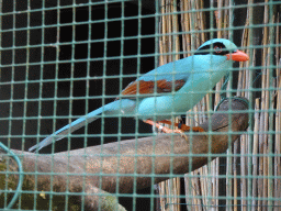 Common Green Magpie at BestZoo