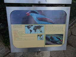 Explanation on the Common Green Magpie at BestZoo