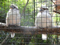 Laughing Kookaburras at BestZoo