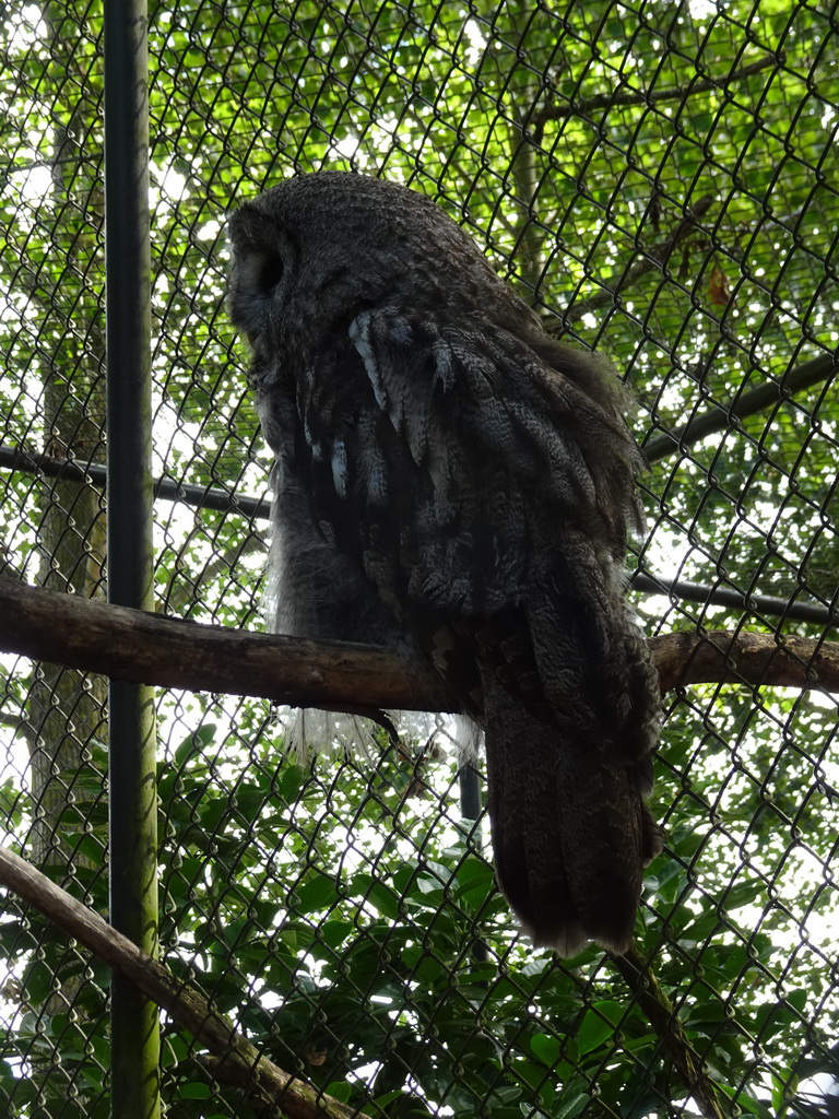 Great Grey Owl at BestZoo