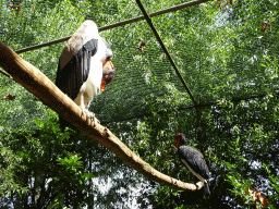 Southern Ground Hornbill and King Vulture at BestZoo