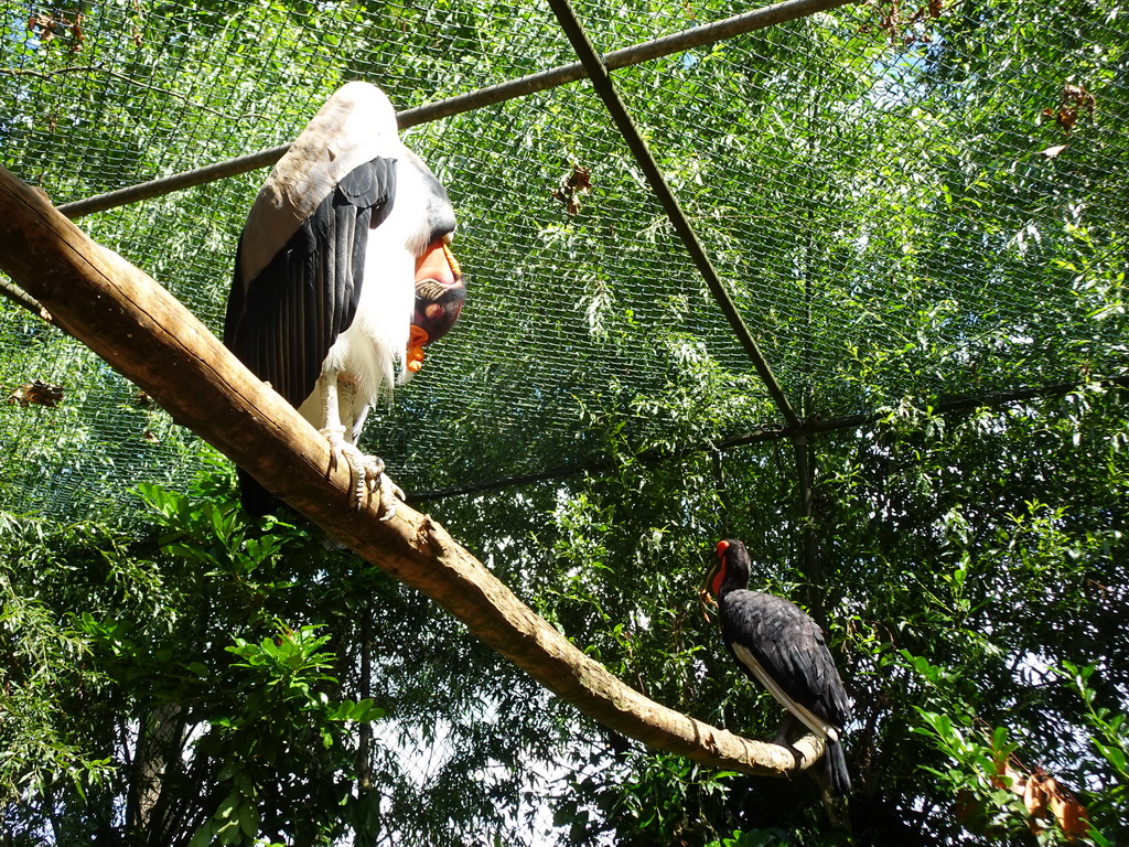 Southern Ground Hornbill and King Vulture at BestZoo