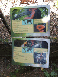 Explanation on the Southern Ground Hornbill and King Vulture at BestZoo