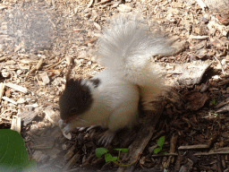 Japanese Squirrel at BestZoo