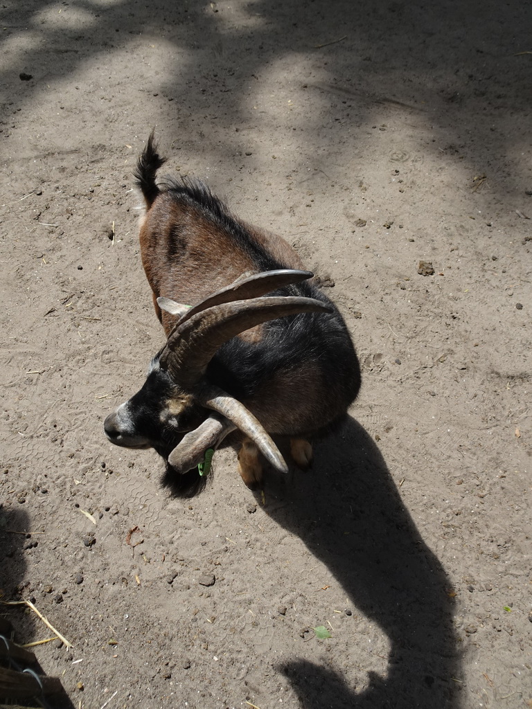 Four-horned Goat at BestZoo