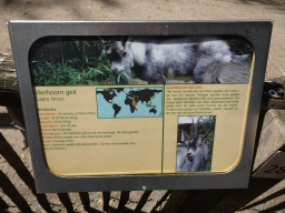 Explanation on the Four-horned Goat at BestZoo