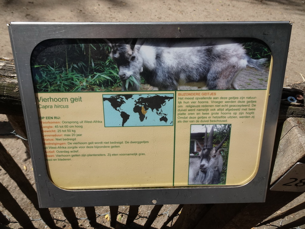 Explanation on the Four-horned Goat at BestZoo