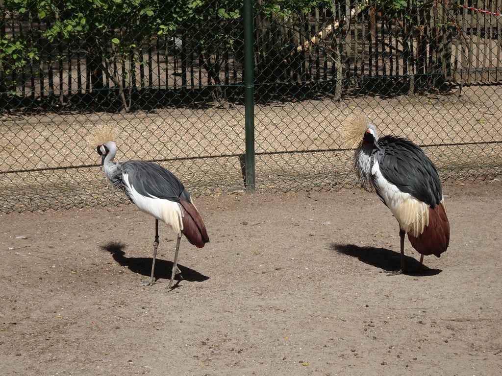 Black Crowned Cranes at BestZoo