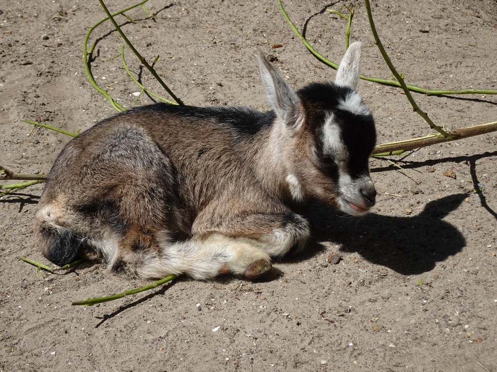 Young Goat at BestZoo