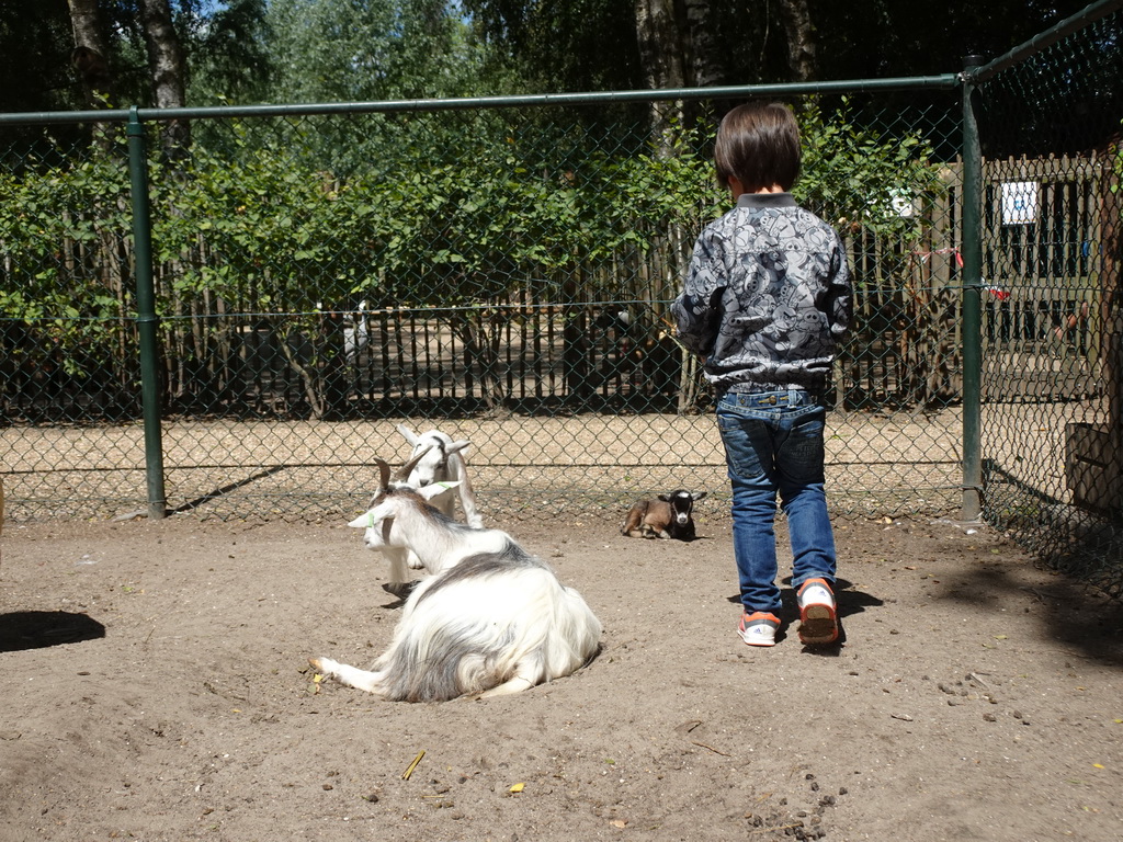 Max with Goats at BestZoo