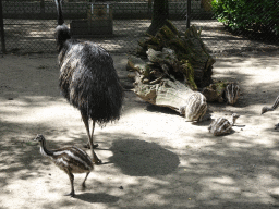 Ostriches at BestZoo