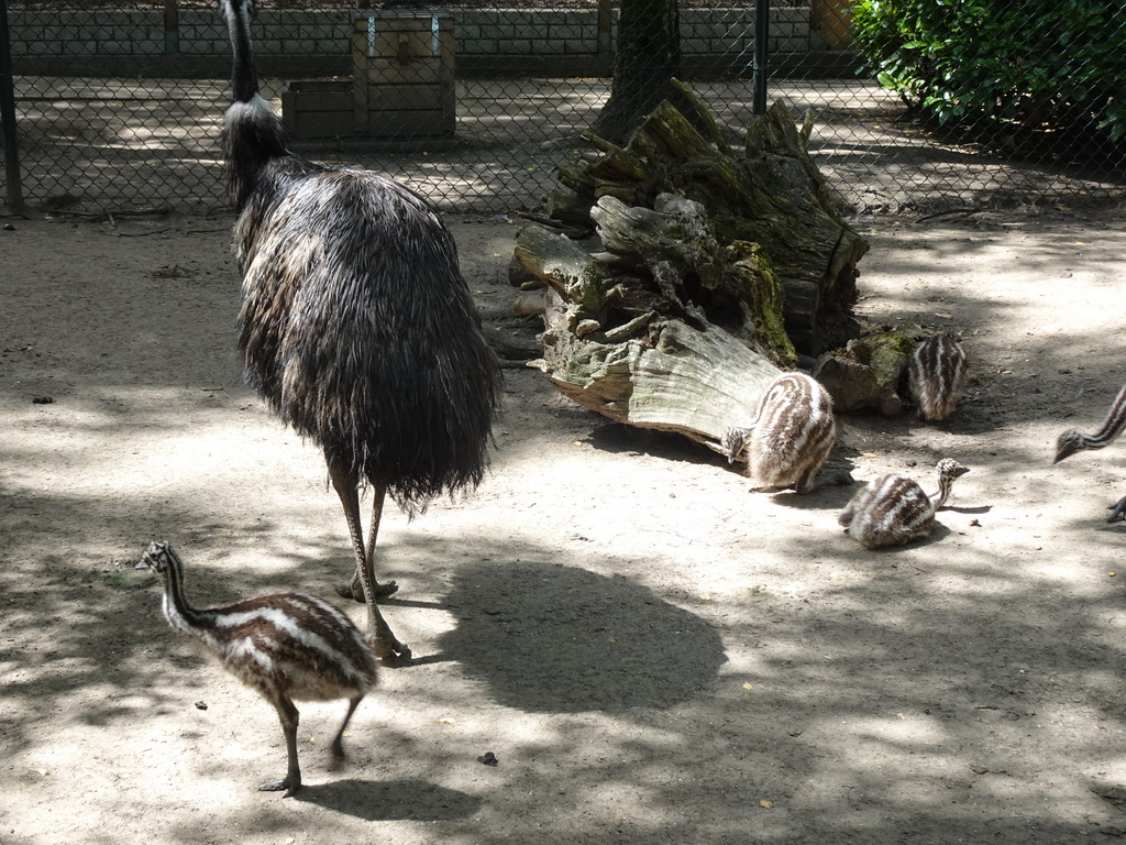 Ostriches at BestZoo