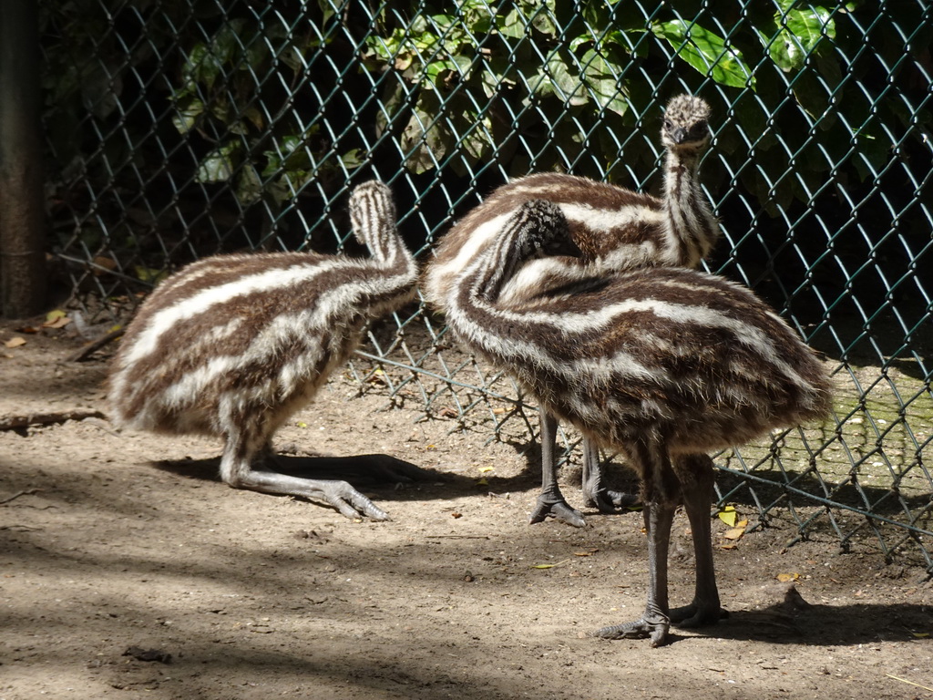 Young Ostriches at BestZoo