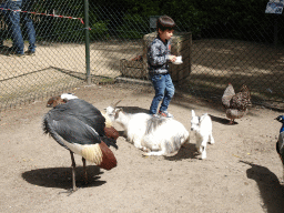 Max with Goats, a Chicken, a Black Crowned Crane and a Peacock at BestZoo