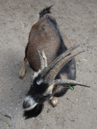 Four-horned Goat at BestZoo