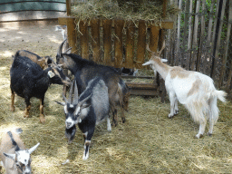 Goats at BestZoo