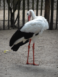 Stork at BestZoo