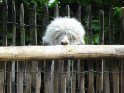 Alpaca at BestZoo