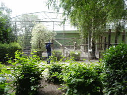 Sri Lankan Leopard at BestZoo