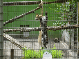 Sri Lankan Leopard at BestZoo