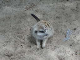 Meerkat at BestZoo