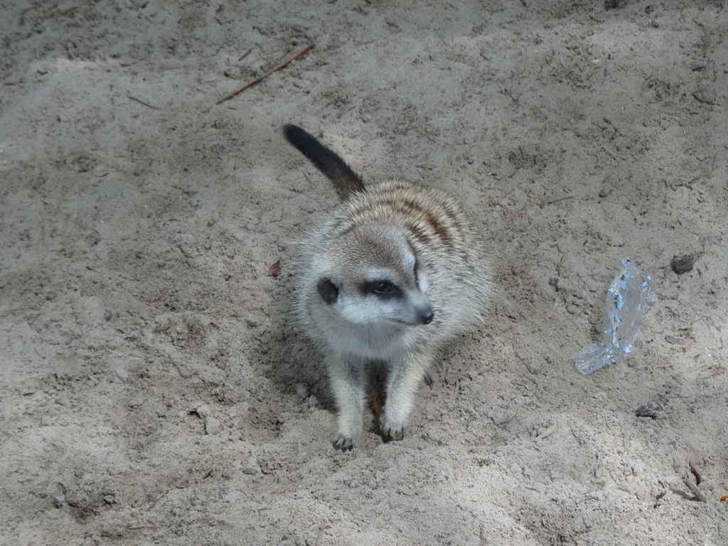 Meerkat at BestZoo