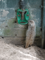 Meerkat at BestZoo