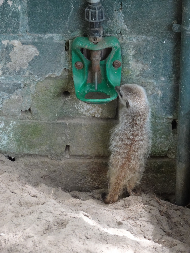 Meerkat at BestZoo