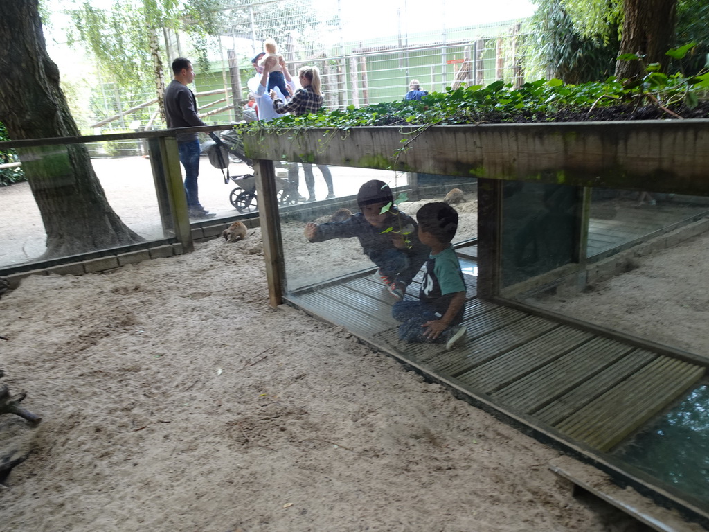 Max in a walkway at the Meerkats at BestZoo