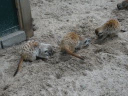 Meerkats at BestZoo