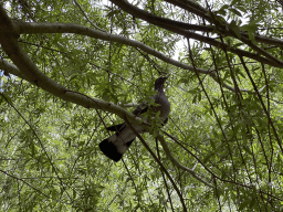 Pigeon in a tree at the playground at BestZoo