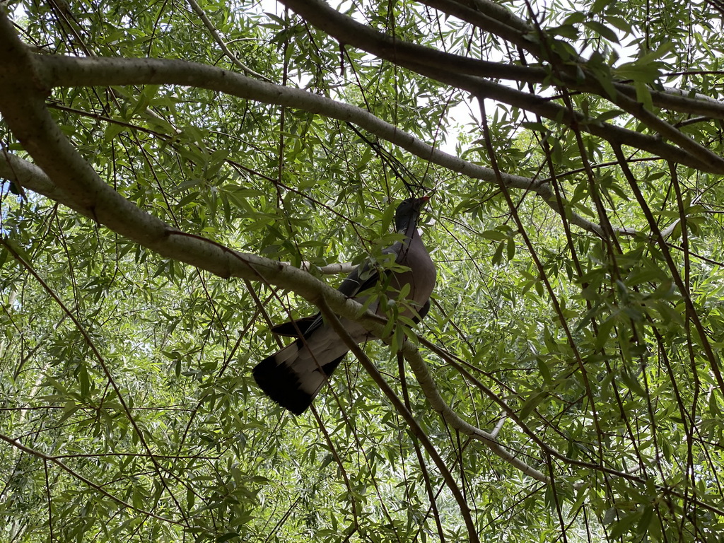 Pigeon in a tree at the playground at BestZoo