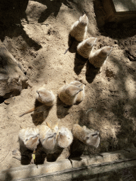 Meerkats at the playground at BestZoo