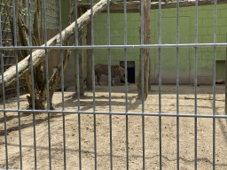 Sri Lankan Leopard at BestZoo