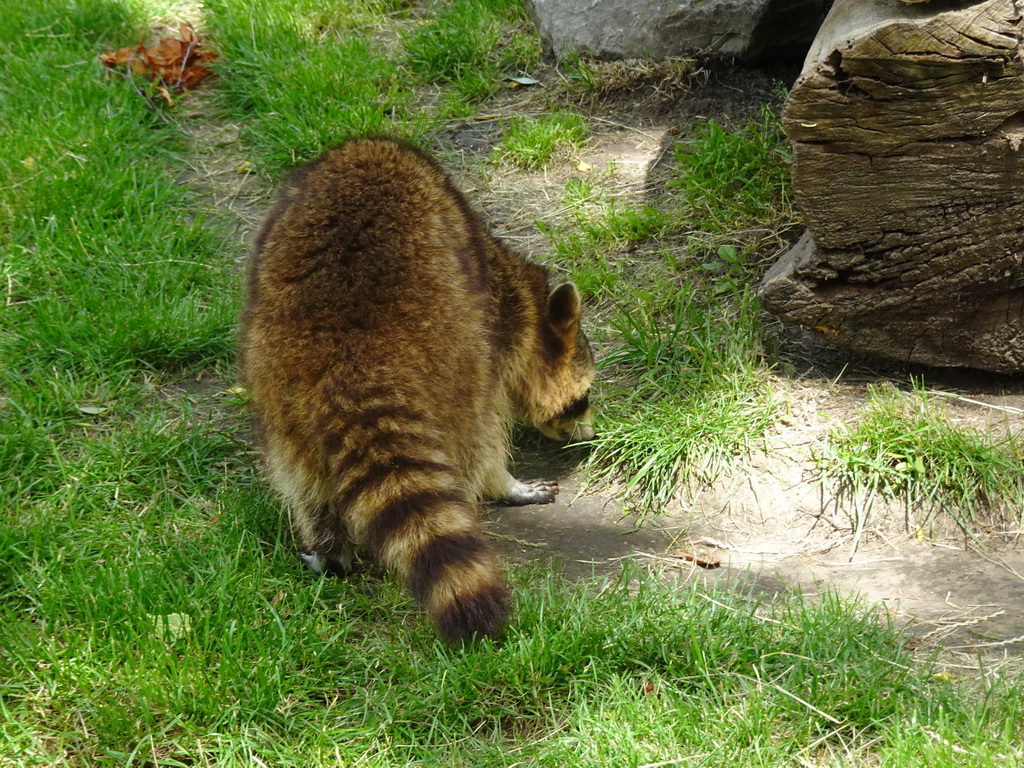 Raccoon at BestZoo