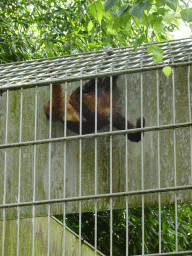 Tufted Capuchin at BestZoo