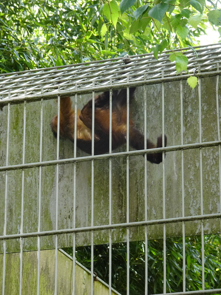 Tufted Capuchin at BestZoo