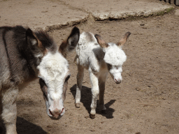 Dwarf Donkeys at BestZoo