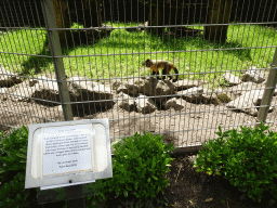 Tufted Capuchin at BestZoo