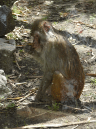 Rhesus Macaque at BestZoo