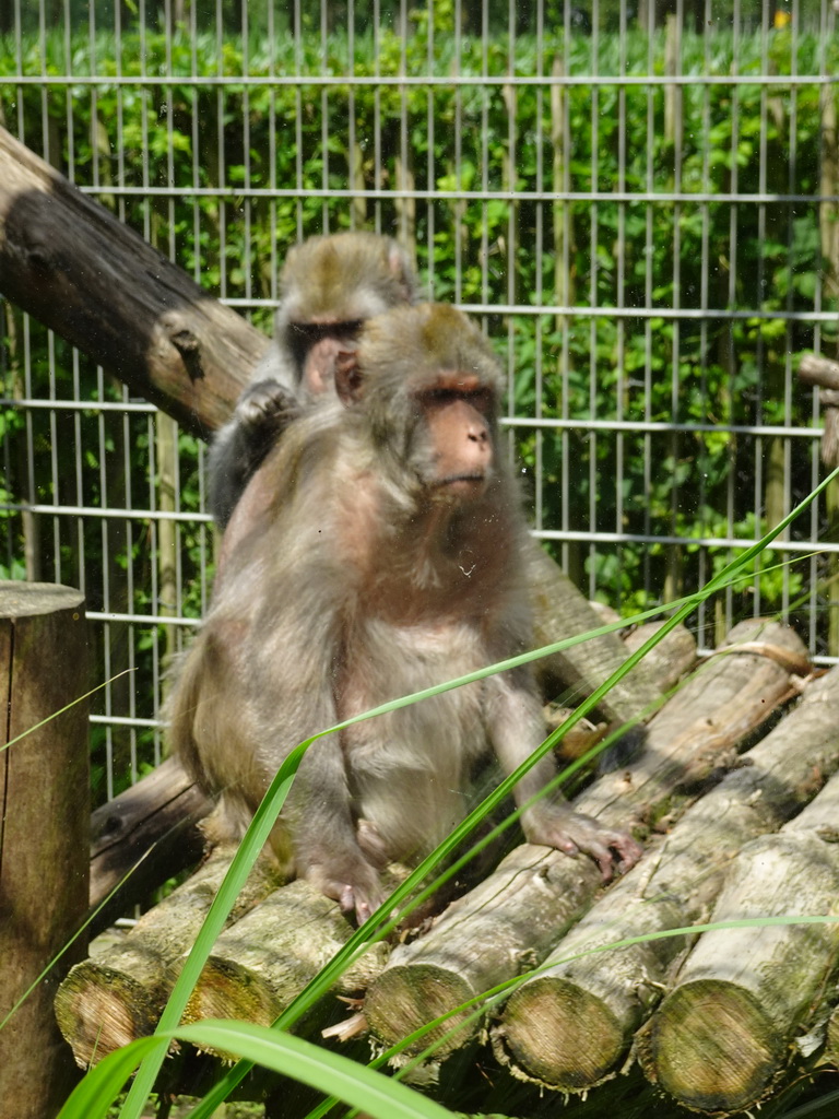 Rhesus Macaques at BestZoo