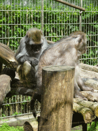 Rhesus Macaques at BestZoo