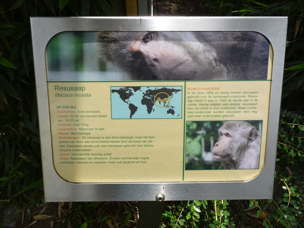 Explanation on the Rhesus Macaque at BestZoo