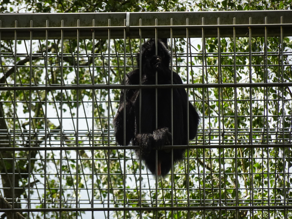 Black-headed Spider Monkey at BestZoo