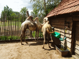 Camels at BestZoo