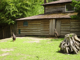 Common Wallaroos at BestZoo