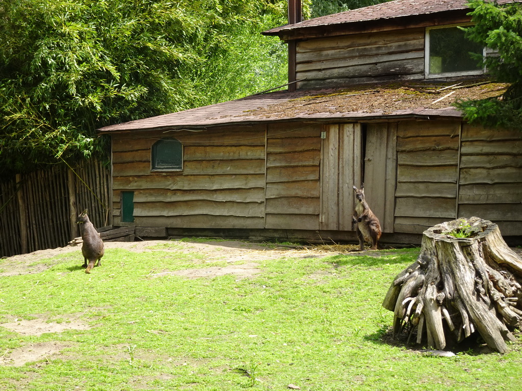 Common Wallaroos at BestZoo