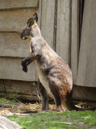 Common Wallaroo at BestZoo