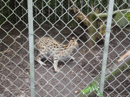 Serval at BestZoo