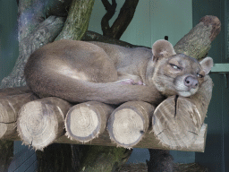 Fossa at BestZoo